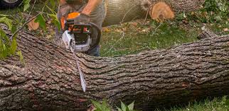 Best Lawn Renovation and Restoration  in Sunset Beach, NC