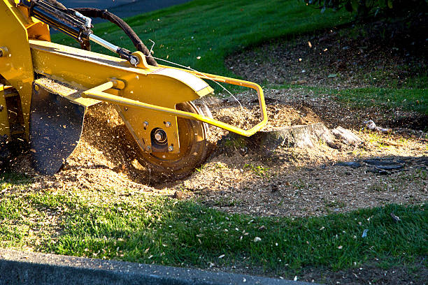 Trusted Sunset Beach, NC Tree Removal Experts